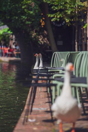 La belle Utrecht