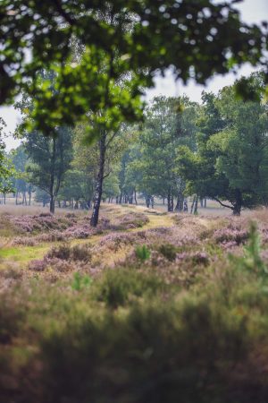 Le parc national du Hoge Veluwe