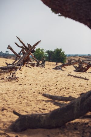 Le parc national du Hoge Veluwe