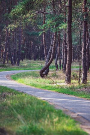 Le parc national du Hoge Veluwe