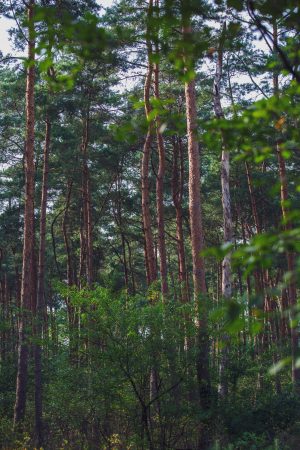 Le parc national du Hoge Veluwe