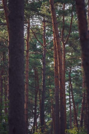 Le parc national du Hoge Veluwe